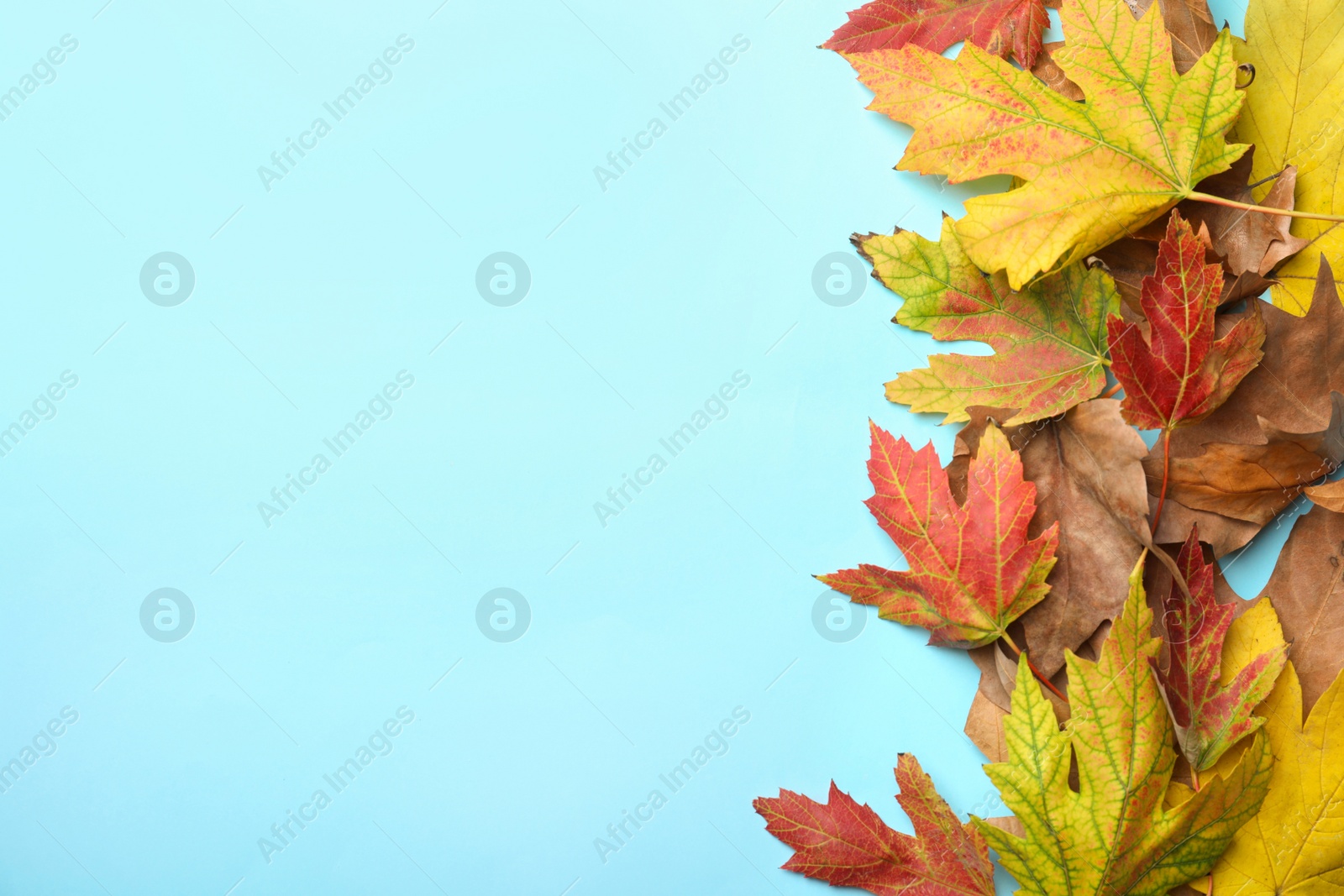 Photo of Colorful autumn leaves on light blue background, flat lay. Space for text