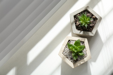 Photo of Beautiful succulent plants on white wooden window sill, flat lay. Space for text