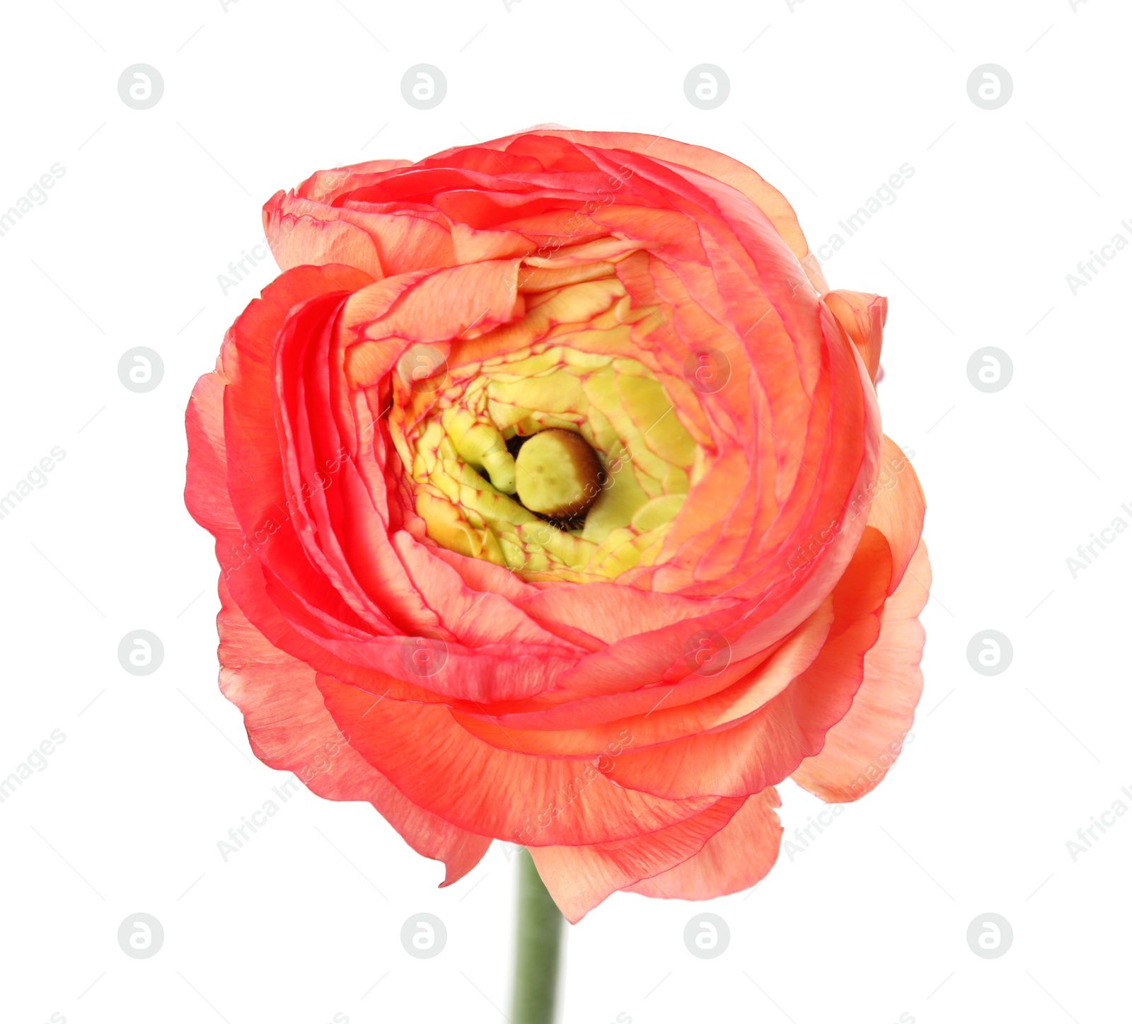 Photo of Beautiful spring ranunculus flower isolated on white