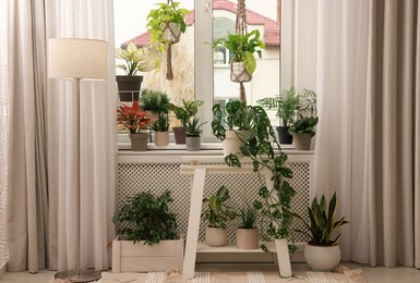 Cozy room interior with different beautiful houseplants near window