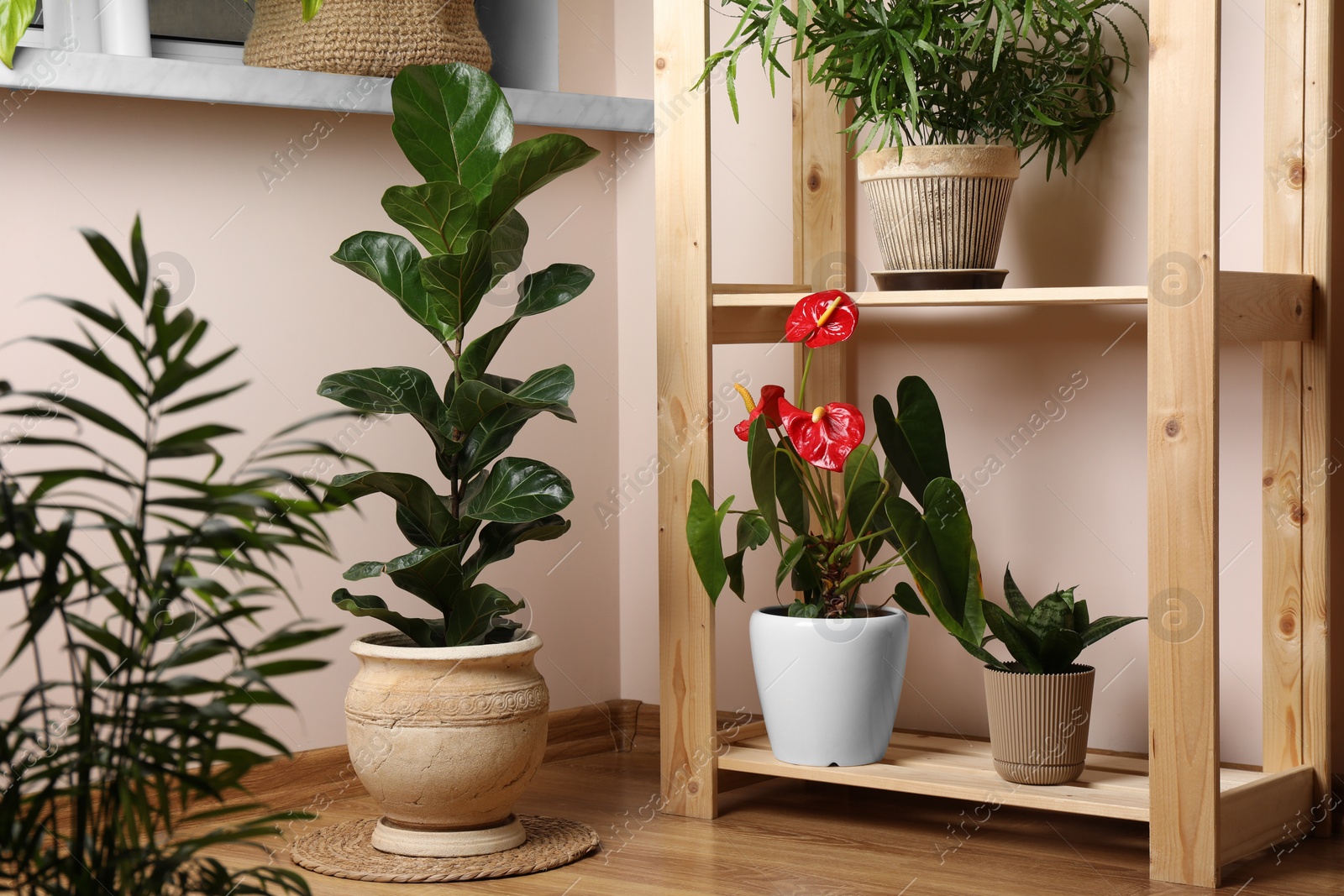 Photo of Beautiful houseplants in pots indoors. House decor