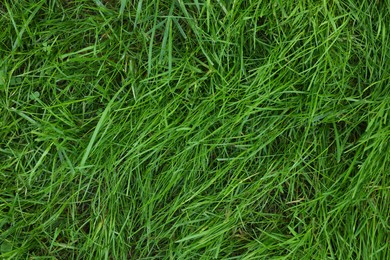 Fresh green grass as background, top view