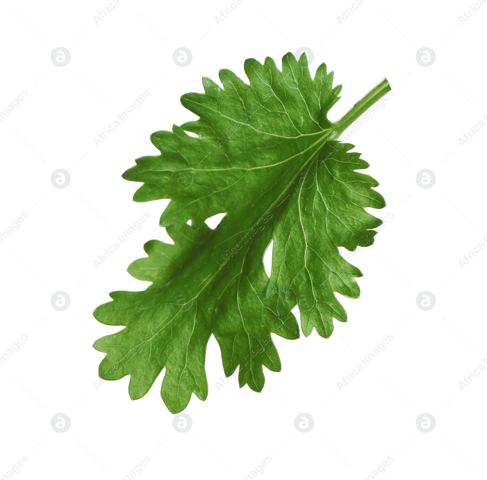 Photo of Fresh green coriander leaf isolated on white