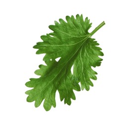 Fresh green coriander leaf isolated on white