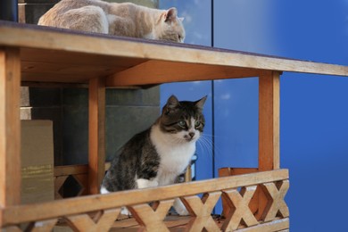 Photo of Stray cats in wooden house. Homeless animal