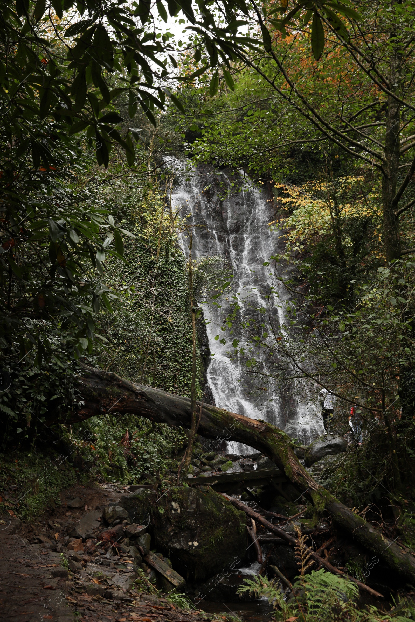 Photo of Picturesque view of beautiful mountain waterfall and green plants in forest