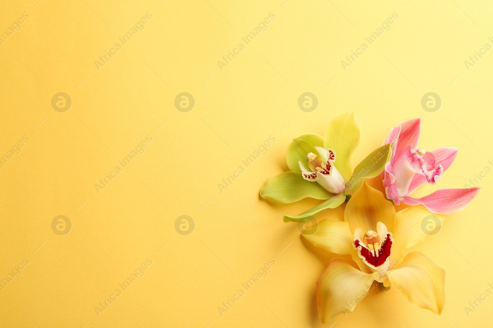 Photo of Beautiful tropical orchid flowers on color background, flat lay. Space for text