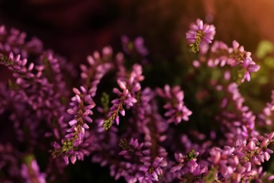 Heather shrub with beautiful flowers, closeup view