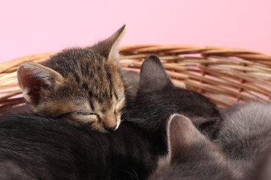 Photo of Cute fluffy kittens sleeping in wicker basket against pink background. Baby animals