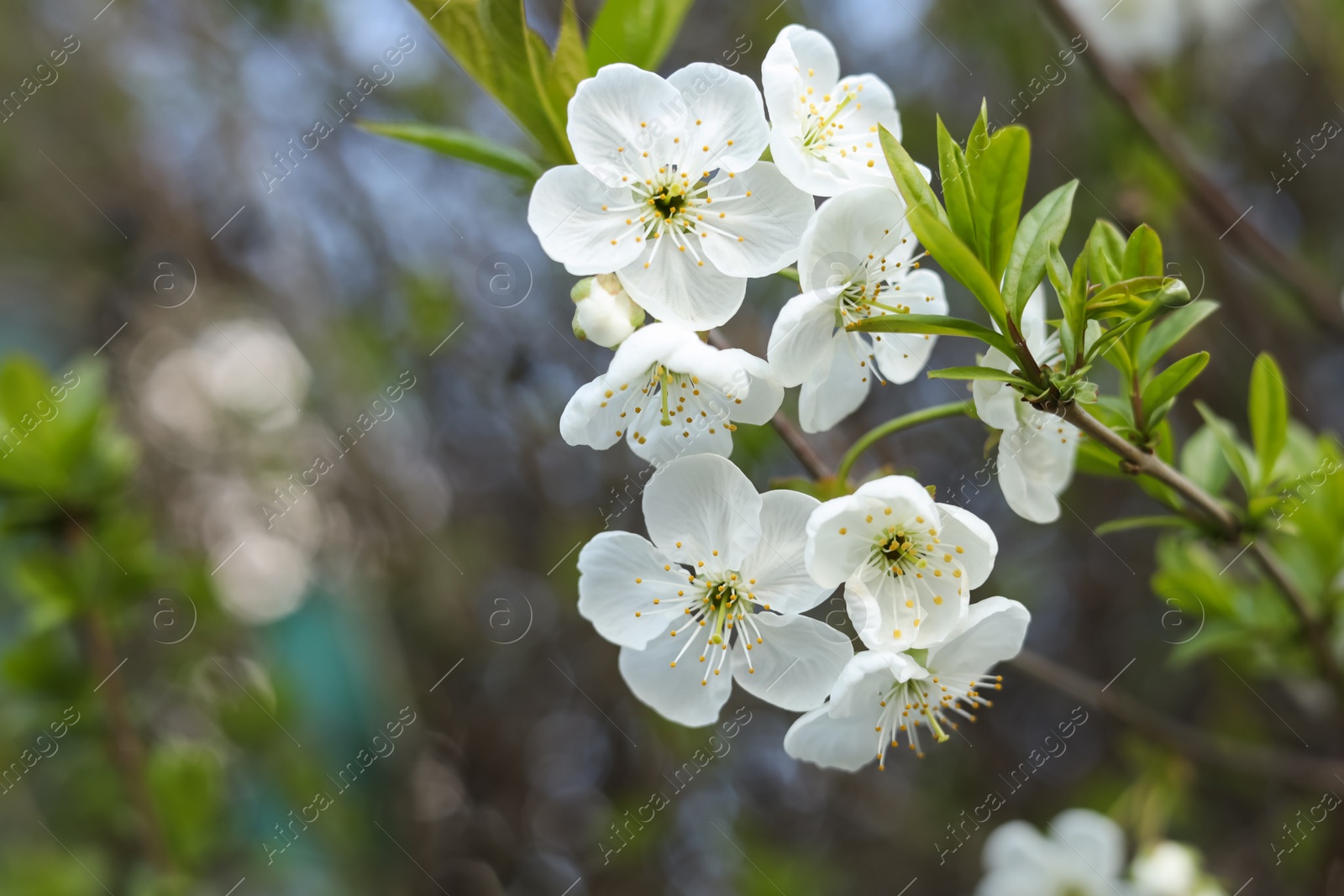 Photo of Closeup view of beautiful blossoming tree outdoors, space for text. Spring season