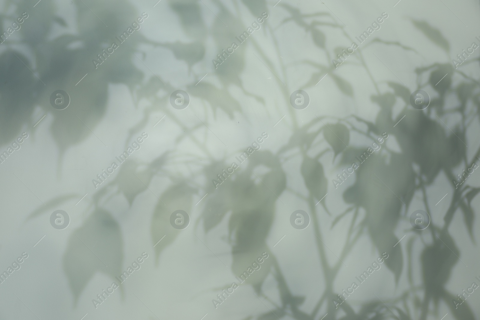 Photo of Shadow of beautiful plant on light background