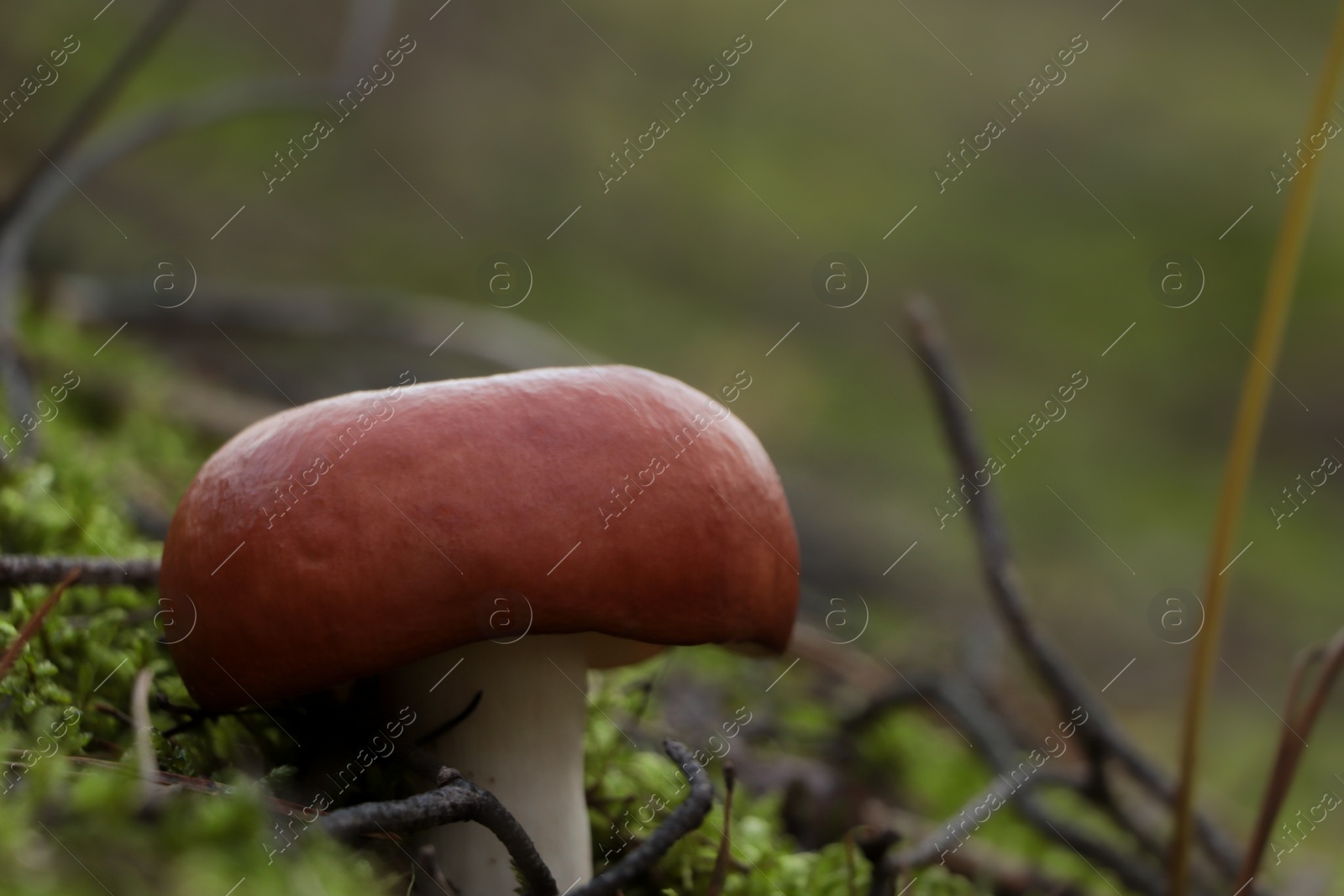 Photo of Russula mushroom growing in forest, closeup view