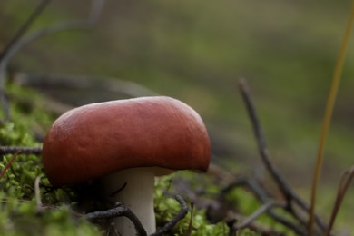 Russula mushroom growing in forest, closeup view