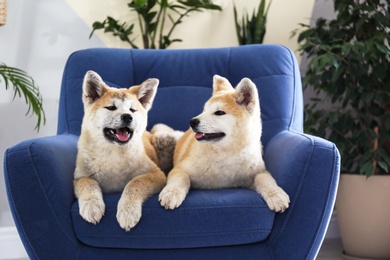 Photo of Cute Akita Inu dogs on armchair in room with houseplants