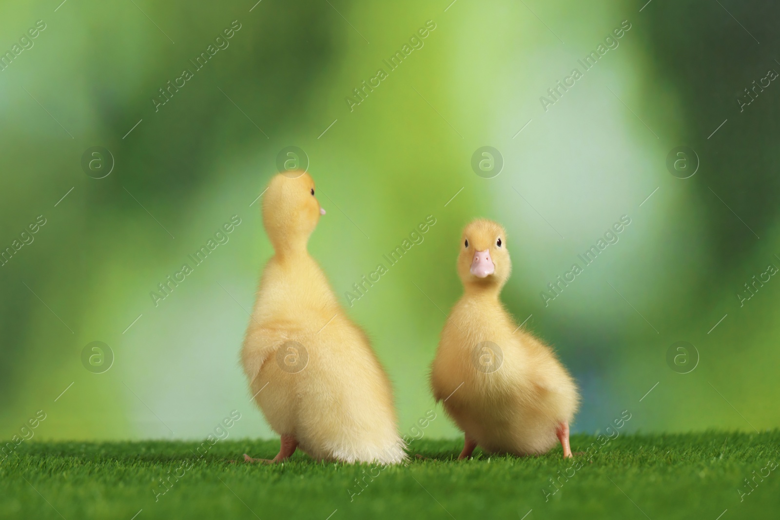 Photo of Cute fluffy ducklings on artificial grass against blurred background, closeup. Baby animals