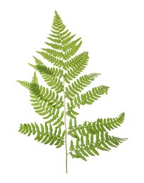 Photo of Beautiful tropical fern leaf isolated on white