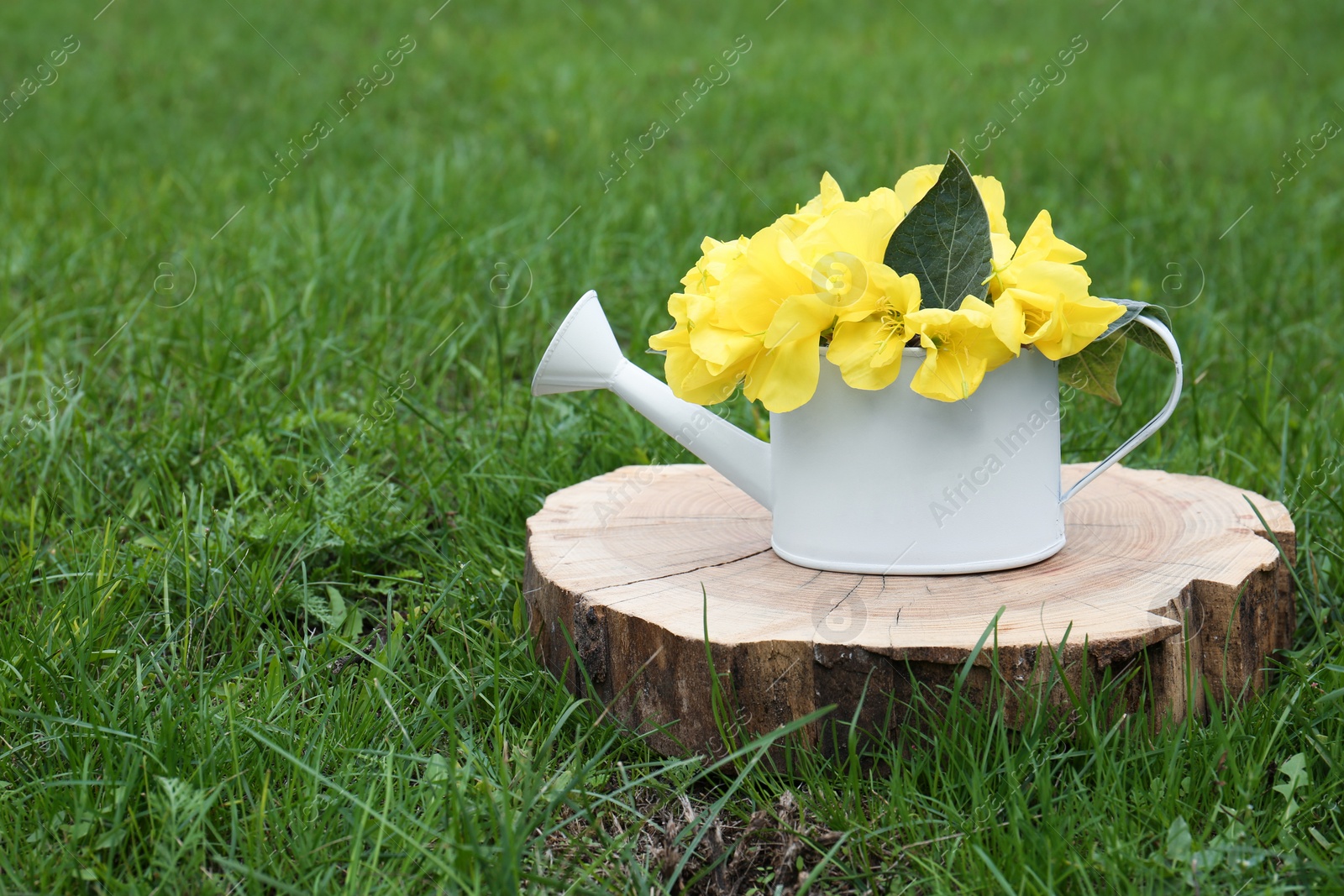 Photo of White watering can with beautiful yellow oenothera flowers on stump outdoors, space for text
