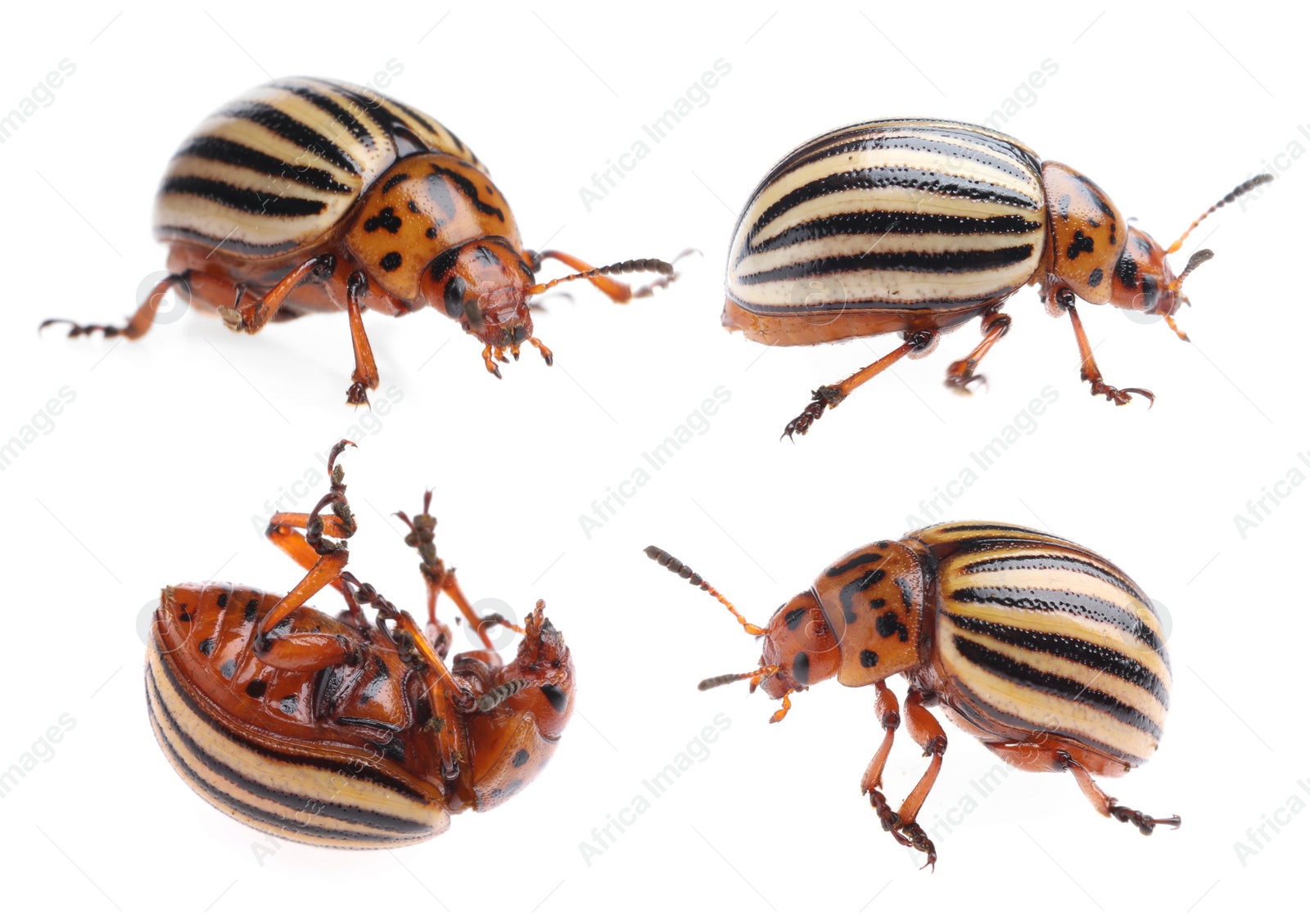 Image of Colorado potato beetles on white background, collage 