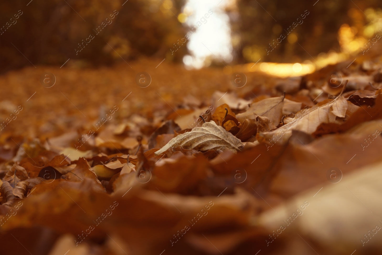 Photo of Ground covered with fallen leaves on autumn day