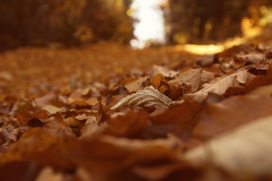 Photo of Ground covered with fallen leaves on autumn day