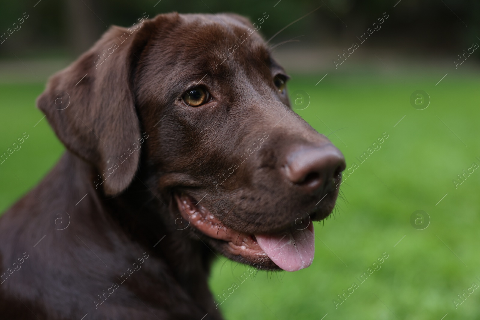 Photo of Adorable Labrador Retriever dog in park, closeup