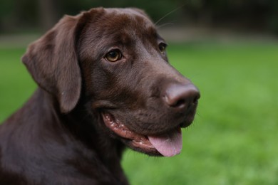 Adorable Labrador Retriever dog in park, closeup