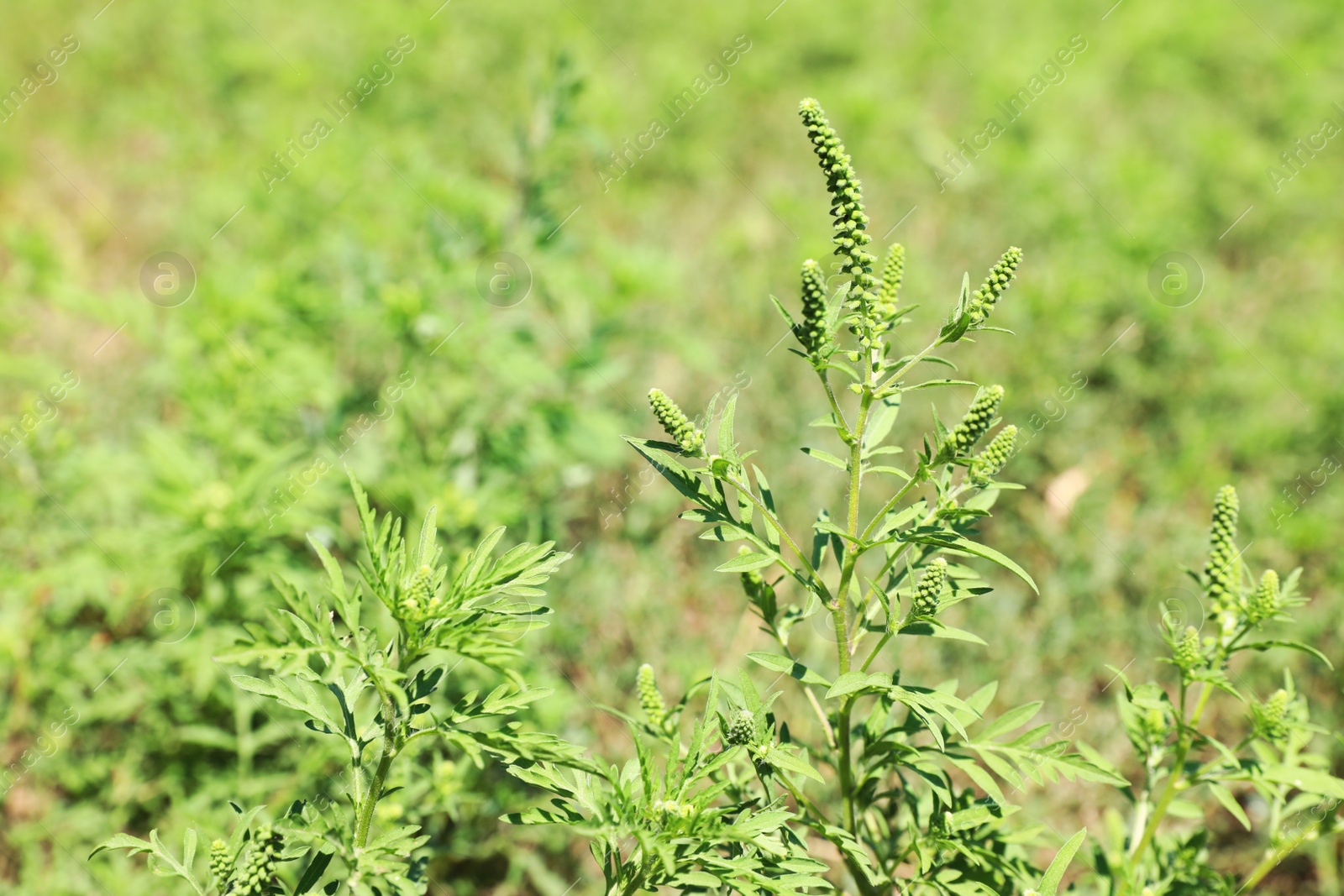 Photo of Blooming ragweed plant (Ambrosia genus) outdoors on sunny day. Seasonal allergy