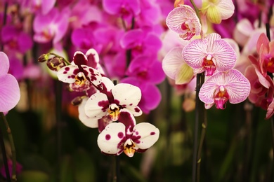 Photo of Beautiful blooming orchid flowers, closeup. Tropical plant