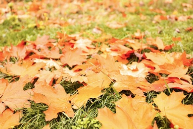 Photo of Colorful autumn leaves on green lawn in park, closeup