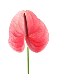 Photo of Beautiful pink anthurium flower on white background. Tropical plant