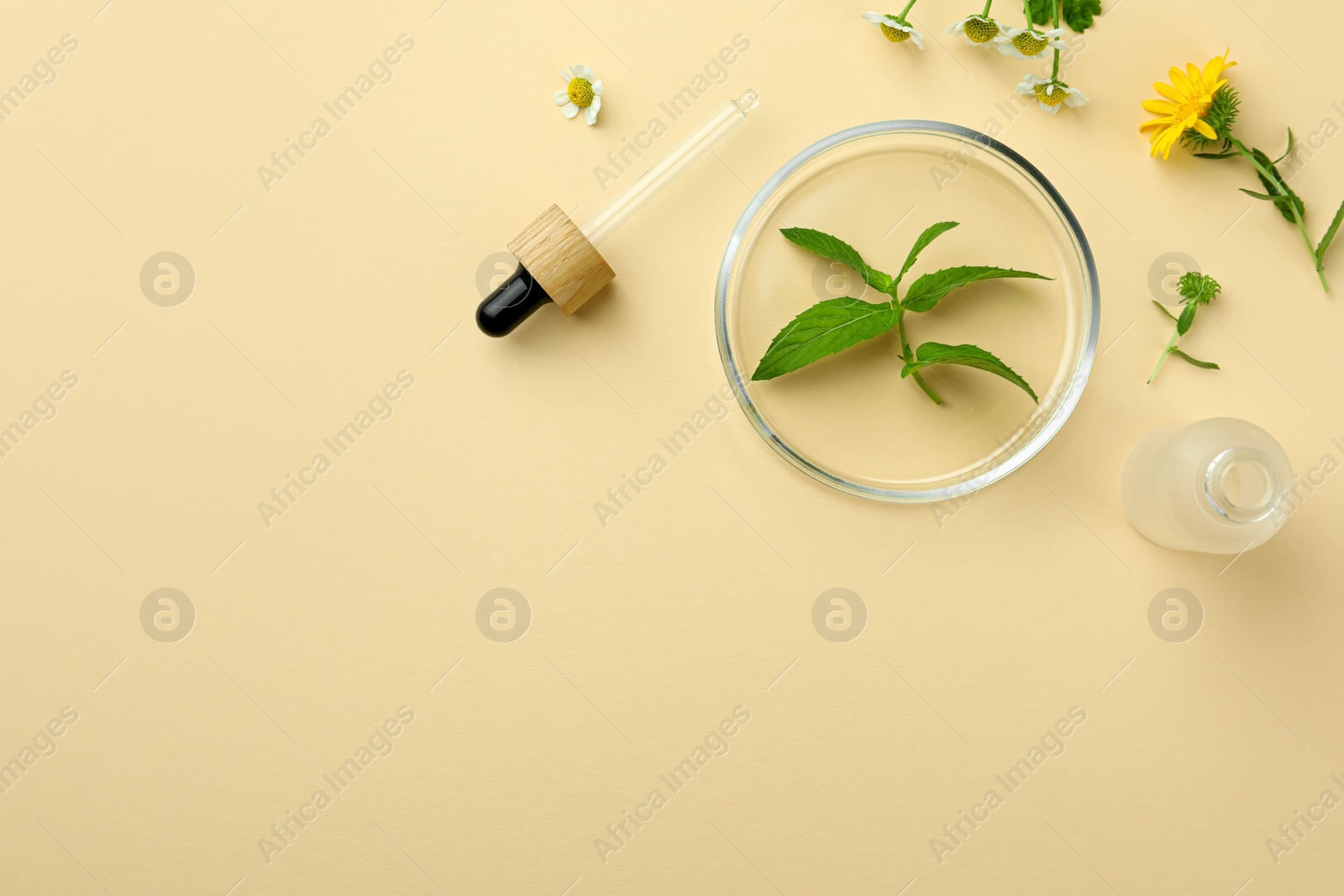 Photo of Flat lay composition with Petri dish and plants on beige background. Space for text