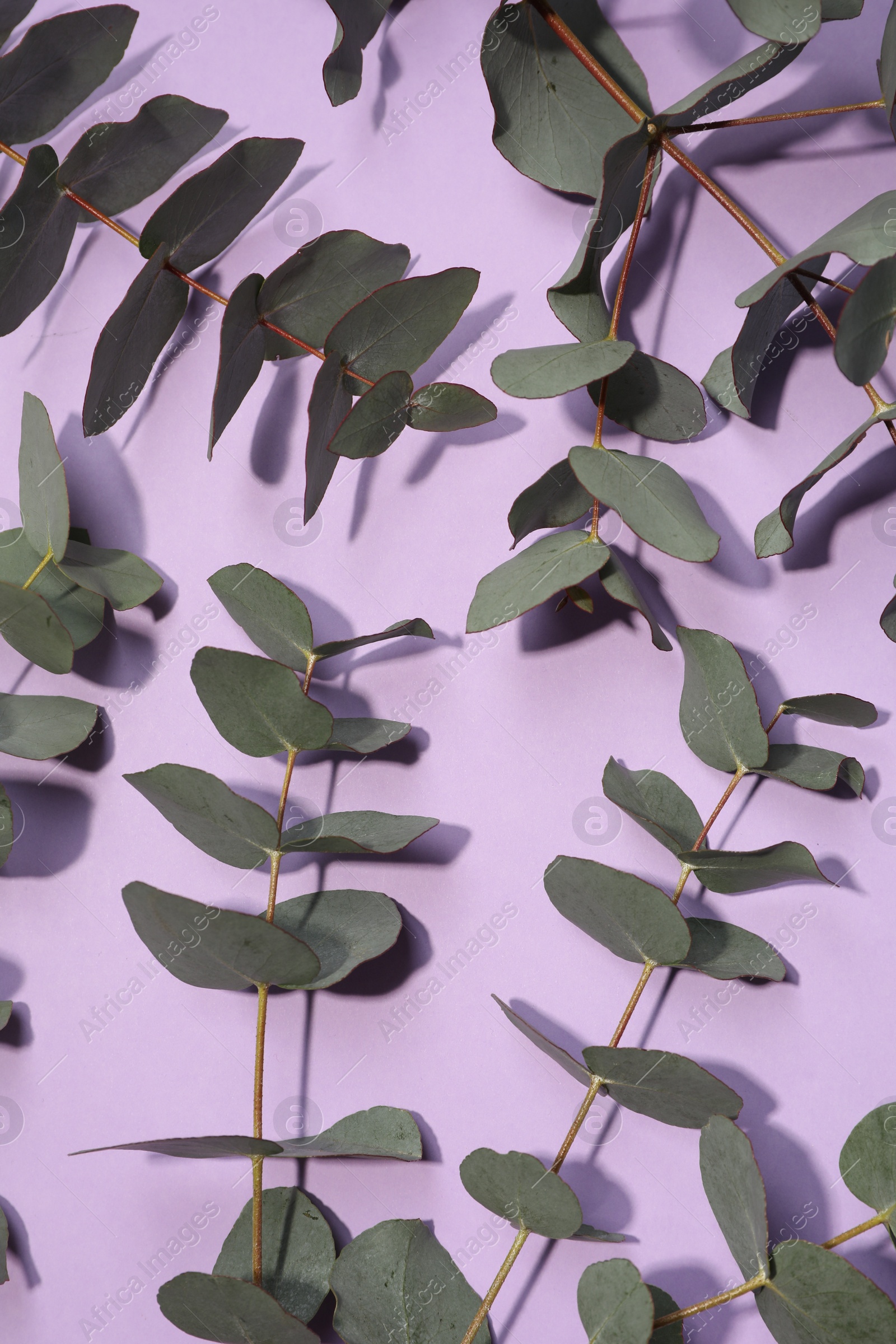Photo of Eucalyptus branches with fresh green leaves on violet background, flat lay