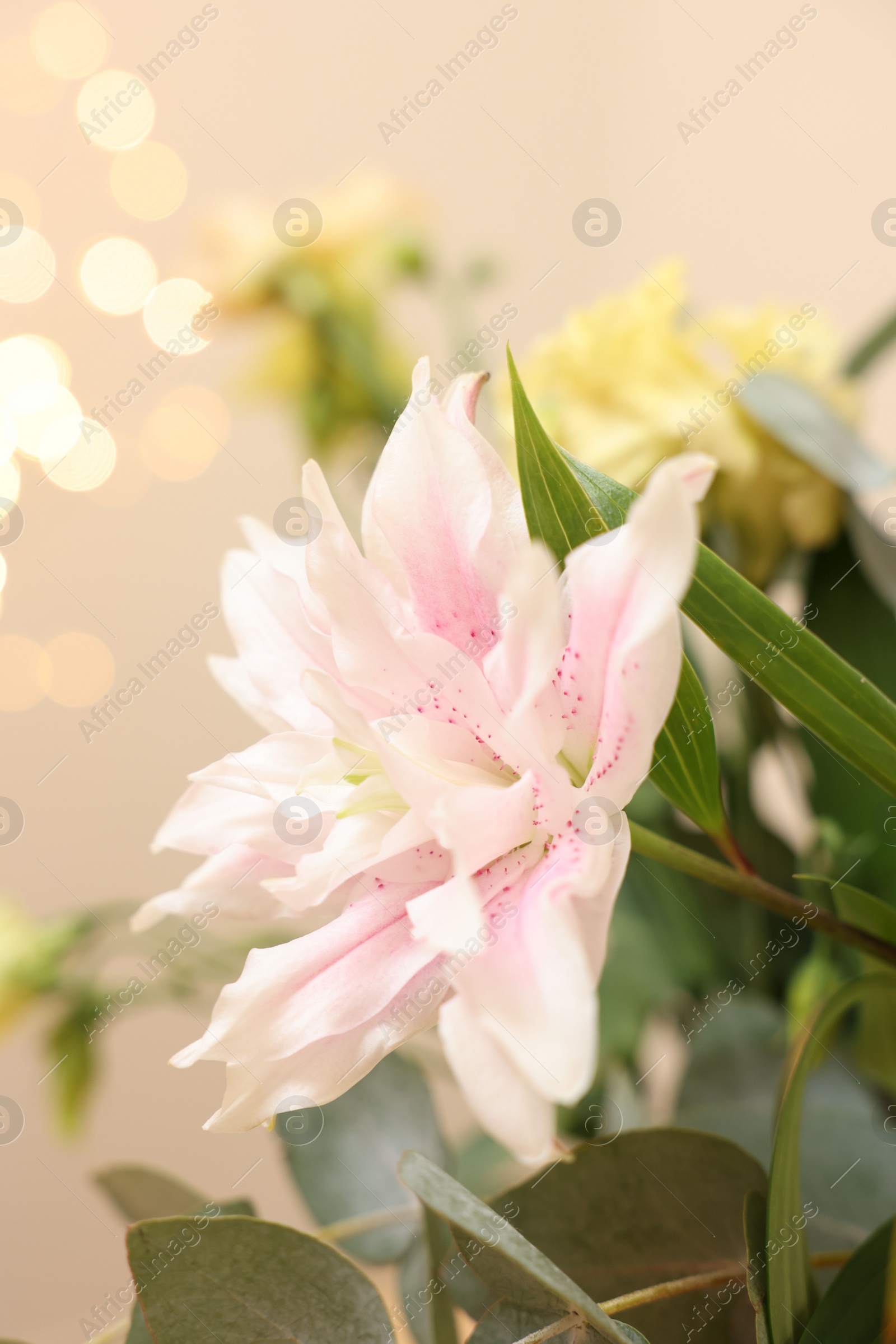 Photo of Beautiful lily flower against beige background with blurred lights, closeup