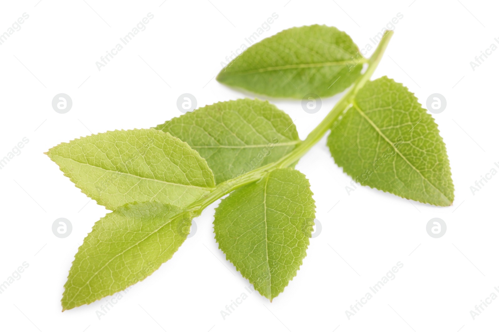 Photo of Bilberry twig with fresh green leaves isolated on white