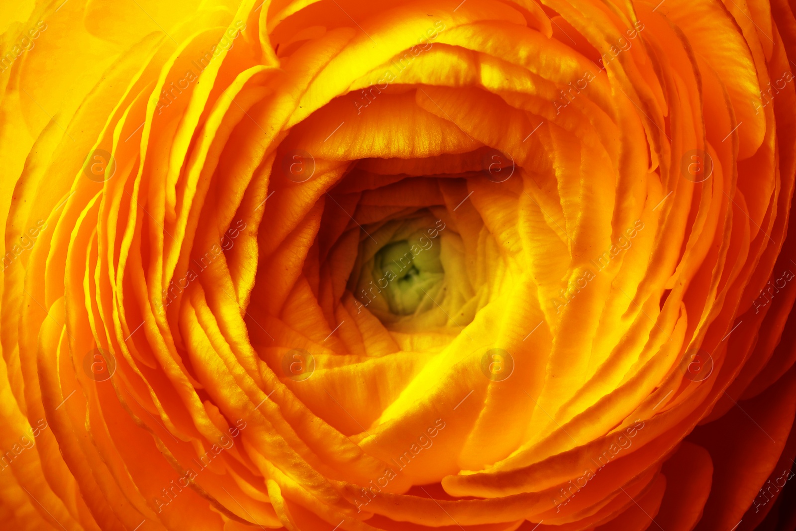 Image of Closeup view of beautiful orange ranunculus flower