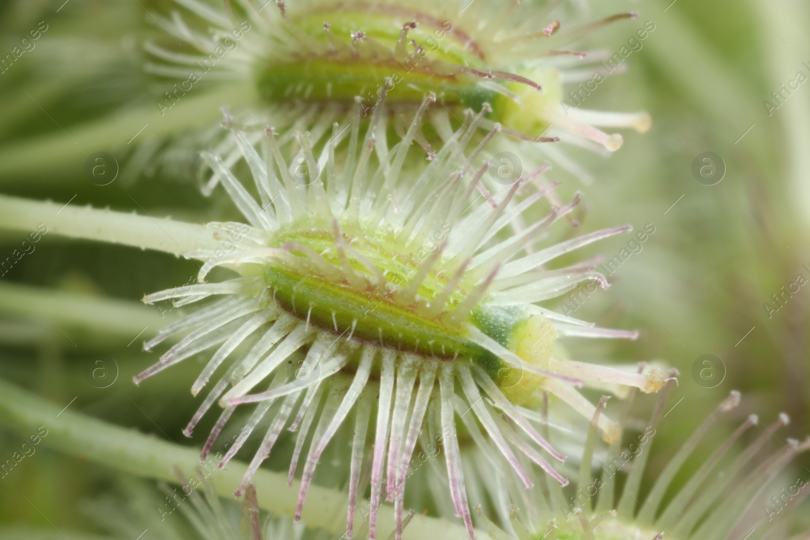 Photo of Macro photo of beautiful Astrodaucus plant on blurred background