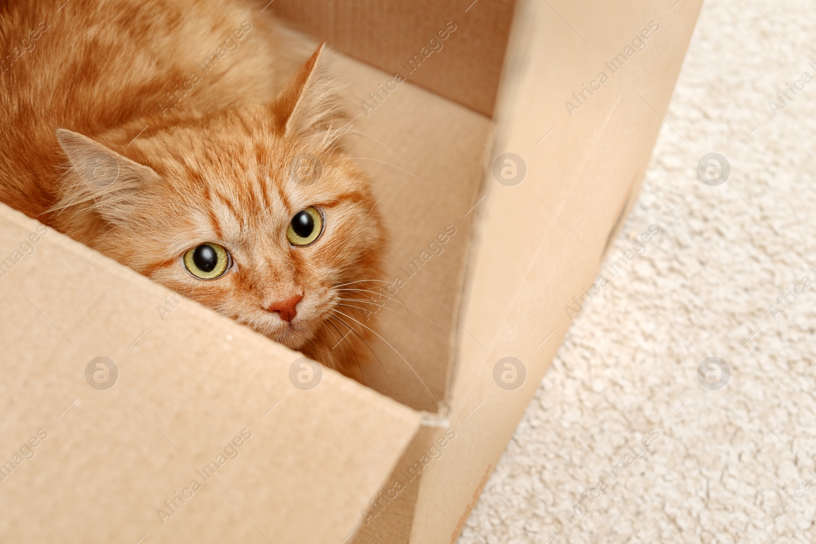 Photo of Adorable red cat in cardboard box indoors