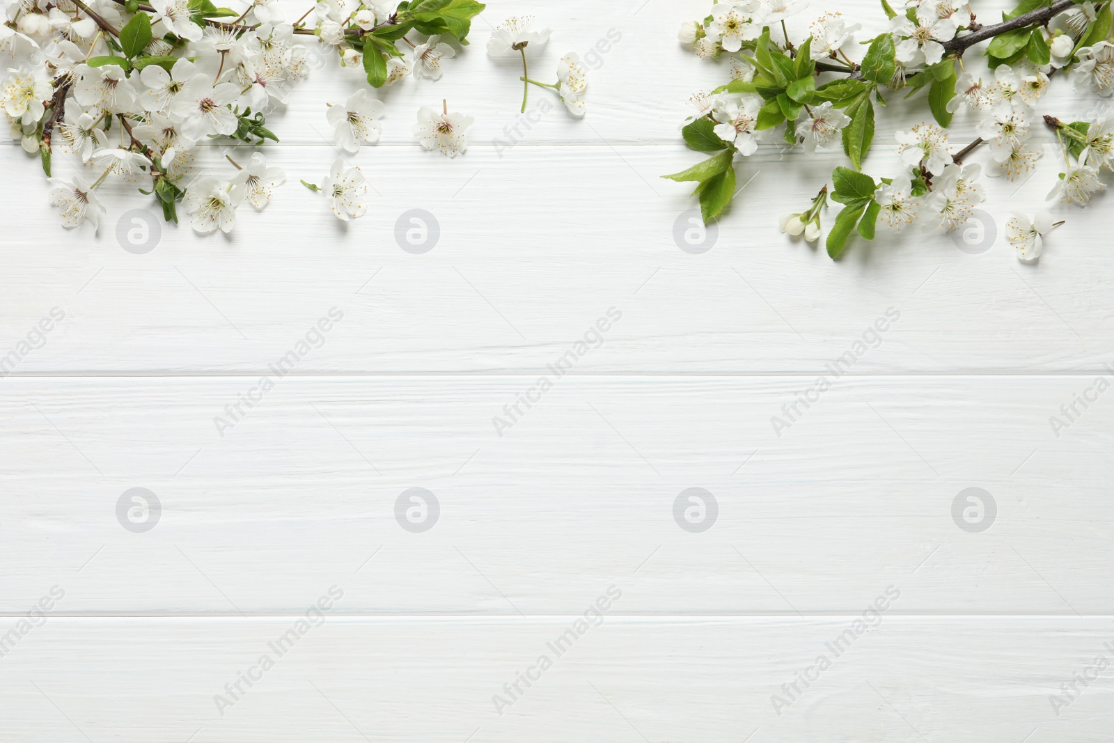 Photo of Cherry tree branches with beautiful blossoms on white wooden table, flat lay. Space for text