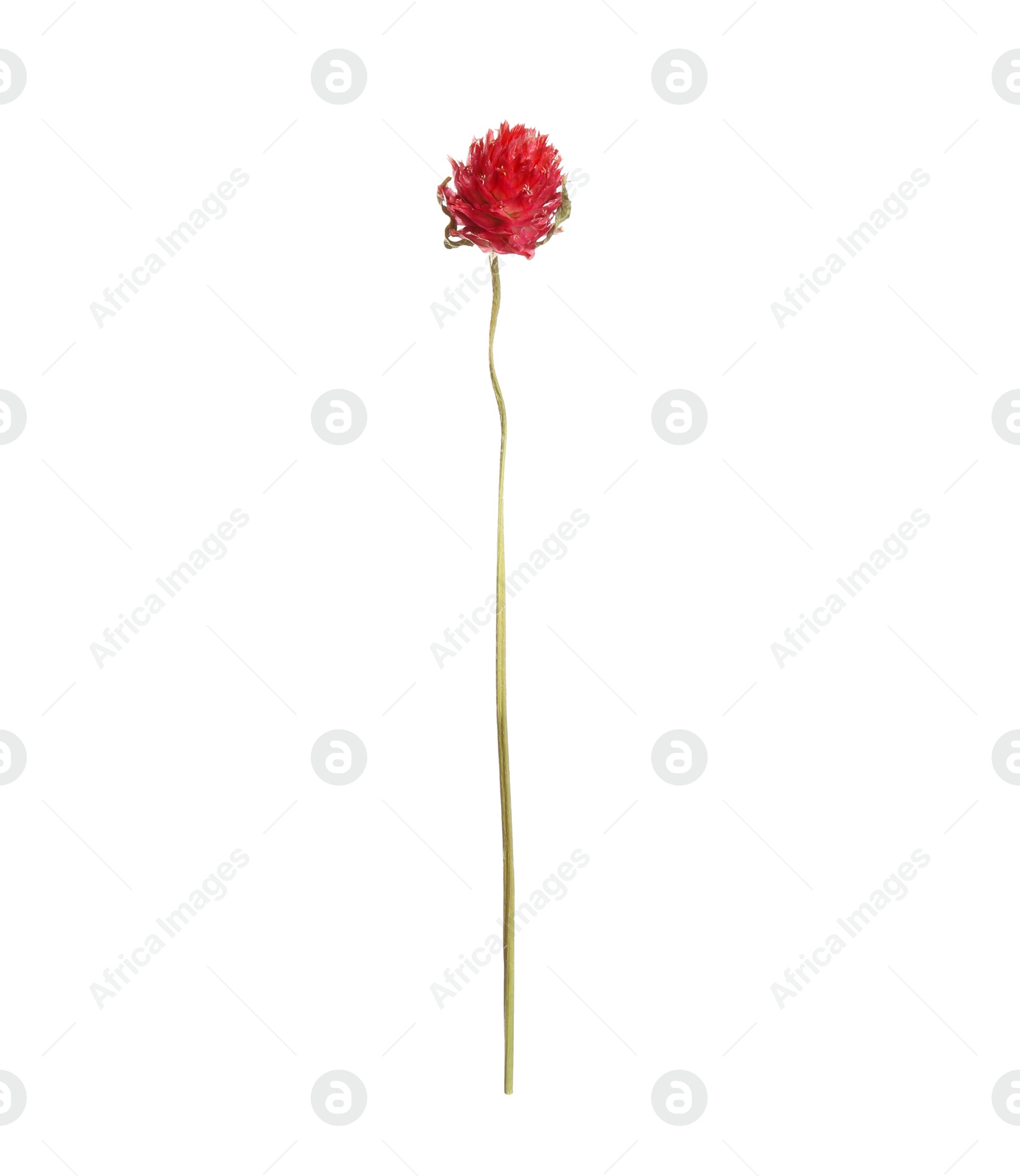 Photo of Beautiful red gomphrena flower isolated on white