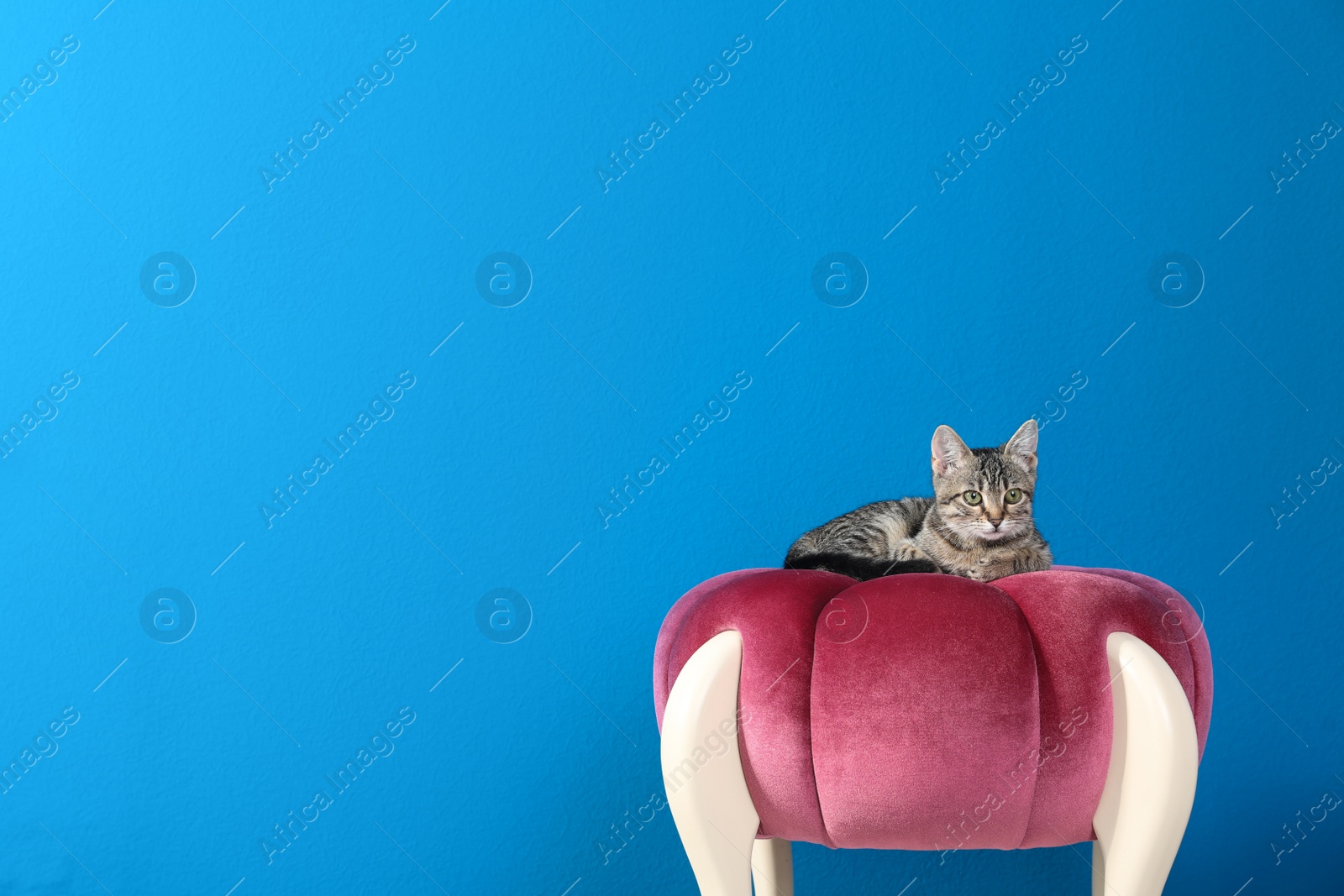 Photo of Grey tabby cat lying on comfortable stool against blue wall, space for text. Adorable pet