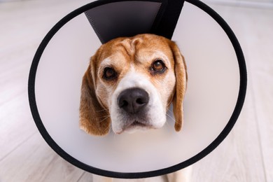 Adorable Beagle dog wearing medical plastic collar indoors, closeup