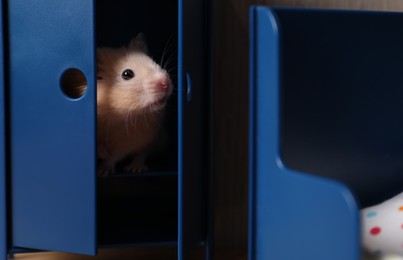 Adorable hamster inside tiny wardrobe in room with toy furniture