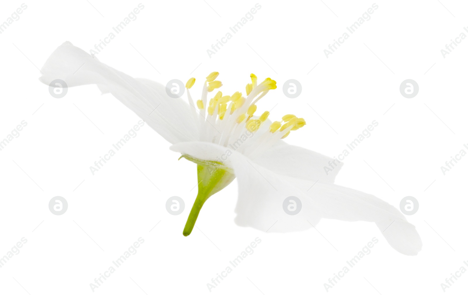 Photo of Beautiful delicate jasmine flower isolated on white