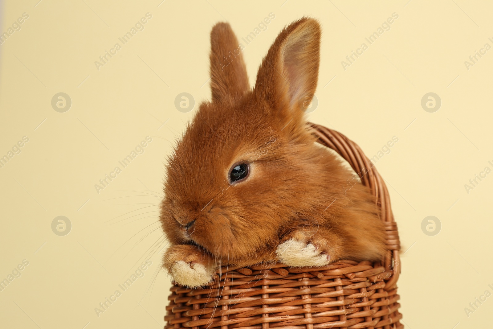 Photo of Adorable fluffy bunny in wicker basket on yellow background, closeup. Easter symbol