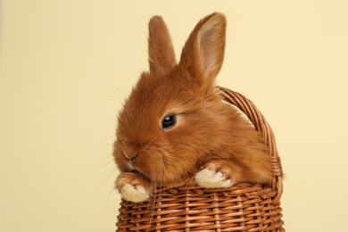 Adorable fluffy bunny in wicker basket on yellow background, closeup. Easter symbol