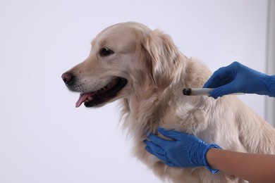 Photo of Veterinary holding moxa stick near cute dog on white background, closeup. Animal acupuncture treatment