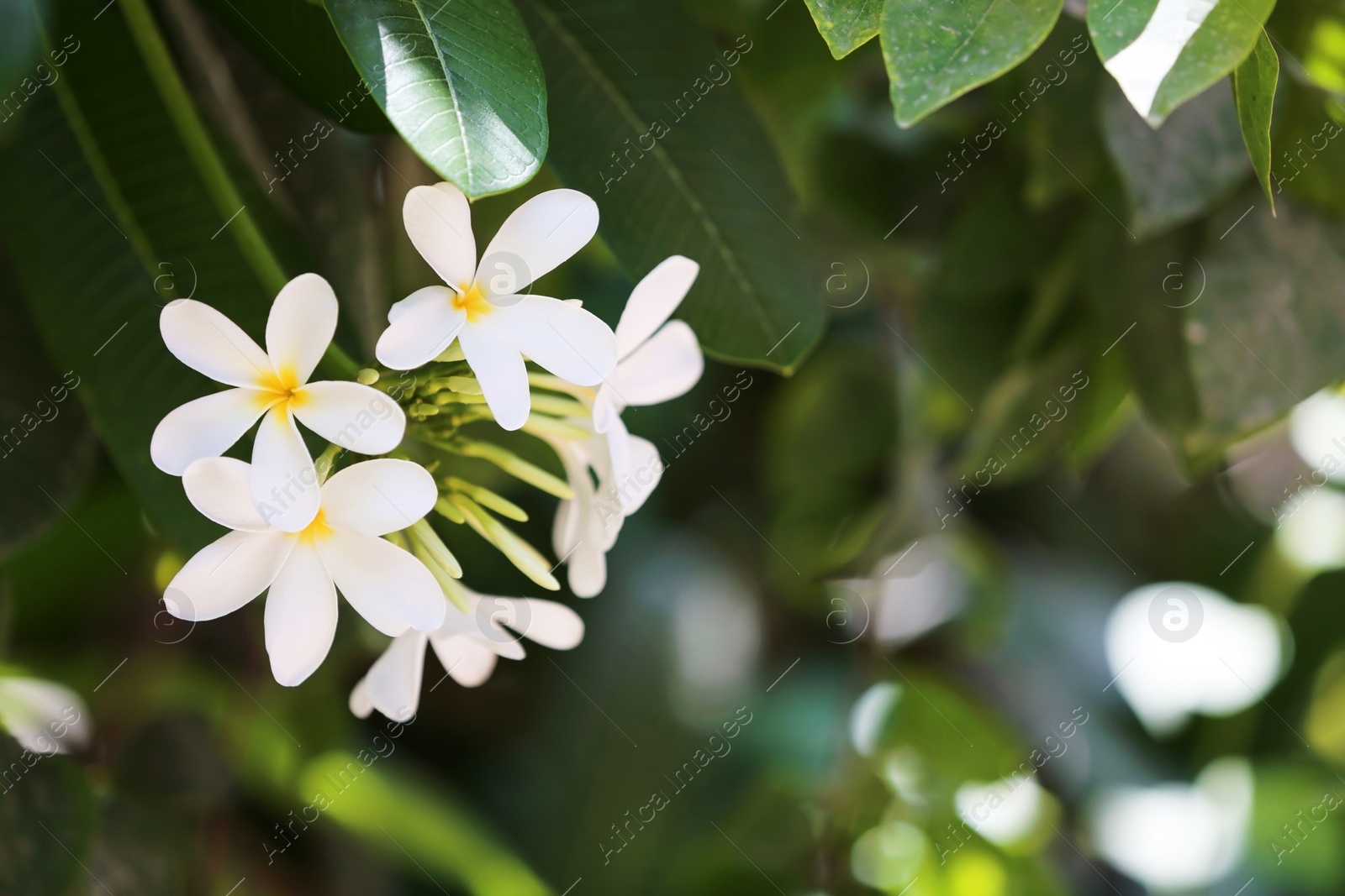 Photo of Beautiful white flowers at tropical resort on sunny day