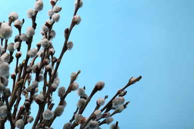 Photo of Beautiful blooming willow branches on light blue background, closeup. Space for text
