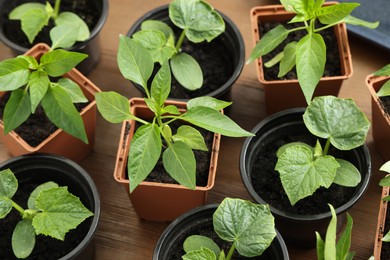 Photo of Different seedlings growing in plastic containers with soil on wooden table, above view