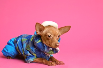 Photo of Cute toy terrier in warm clothes on color background. Domestic dog